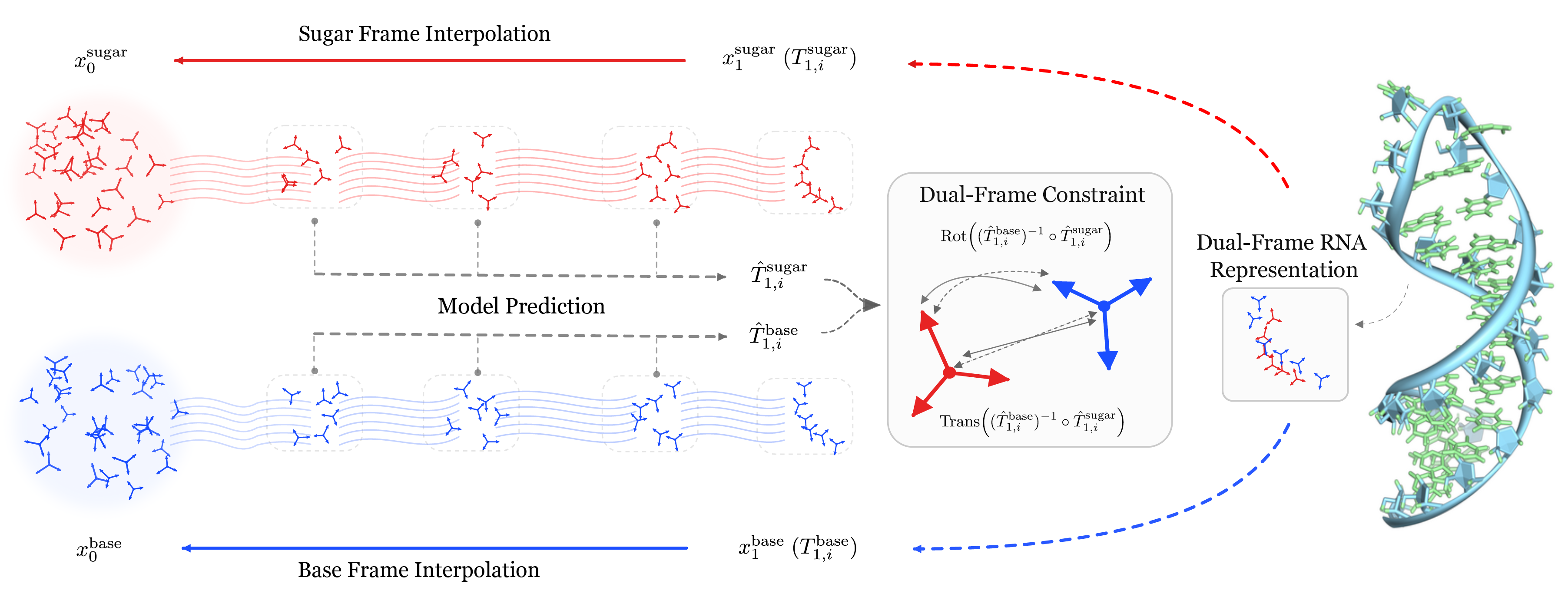 DuetRNA dual-frame flow matching overview