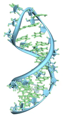 RNA structure illustration with distinct backbone and nucleobases